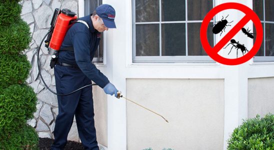 Köse Uçan Haşere İlaçlama böcek ilaçlama ve haşere kontrolü — ilaclama-tr.com